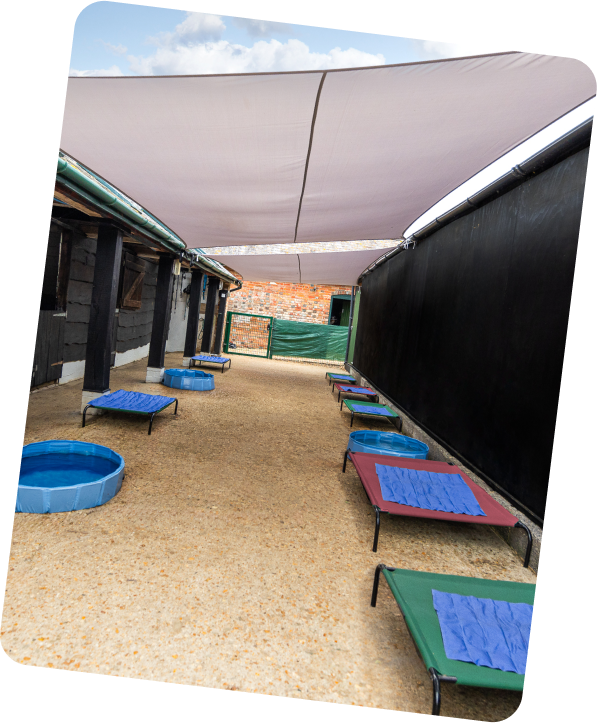 Muttley's Doggy Daycare - Leading Dog Services - On-Site Pet Daycare Centers